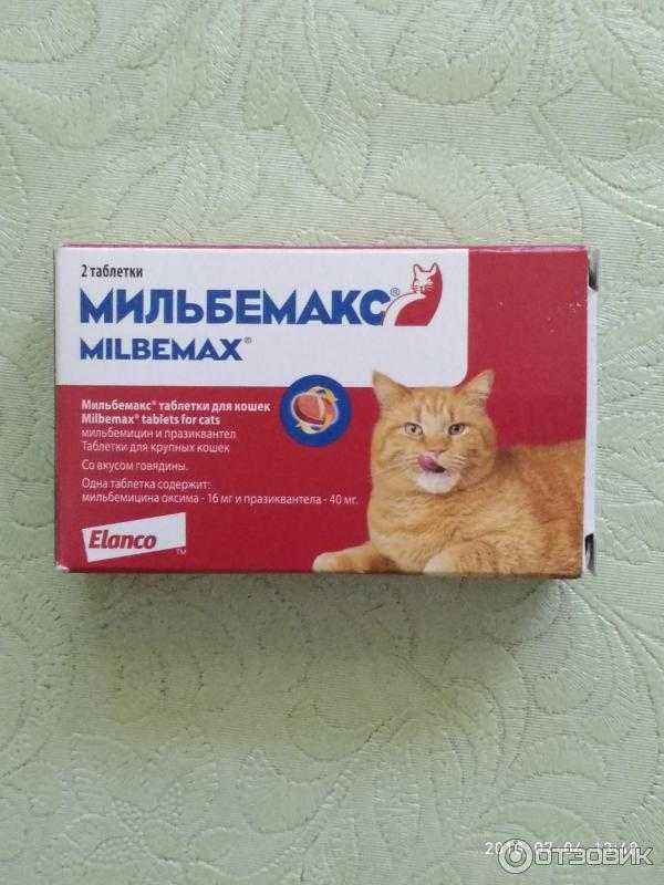 Мильбемакс для кошек: инструкция, цена, отзывы, состав и дозировка