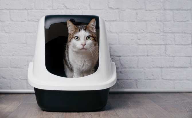 10 лучших закрытых туалетов для кошек - рейтинг 2021