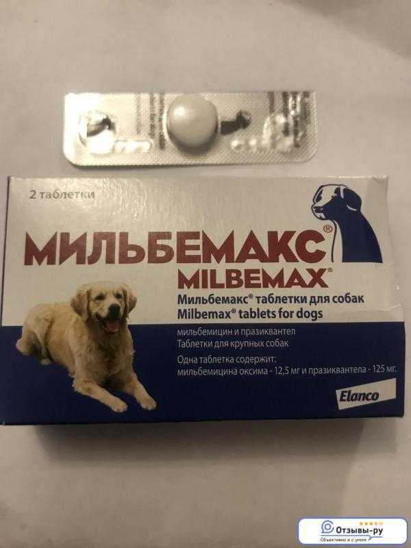 Мильбемакс для кошек — инструкция по применению препарата для борьбы с глистами у кошки